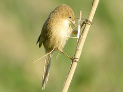 Turdoides altirostris