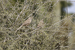 Turdoides squamiceps