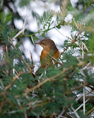 Turdoides rubiginosa