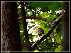 Tigriornis leucolopha