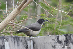 Turdoides reinwardtii