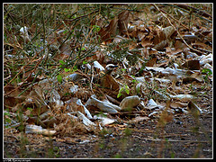 Turdoides leucocephala