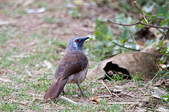 Turdoides leucopygia