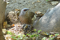 Turdoides hartlaubii