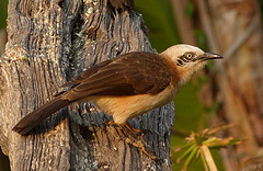 Turdoides gymnogenys