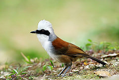 Garrulax leucolophus