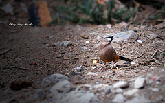 Garrulax sukatschewi