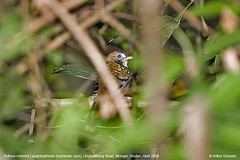 Garrulax rufogularis