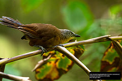 Garrulax cinereifrons