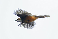 Garrulax albogularis