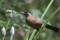 Garrulax ruficollis