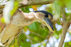 Cochlearius cochlearius