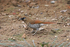 Garrulax poecilorhynchus