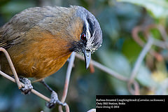 Trochalopteron cachinnans