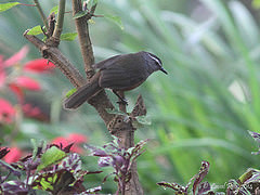 Trochalopteron fairbanki