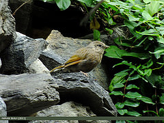 Trochalopteron lineatum