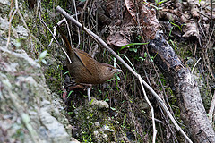 Trochalopteron imbricatum