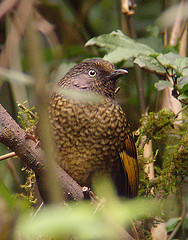 Trochalopteron subunicolor