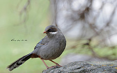 Trochalopteron henrici