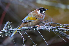 Trochalopteron affine