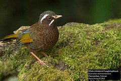 Trochalopteron morrisonianum