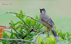 Trochalopteron variegatum