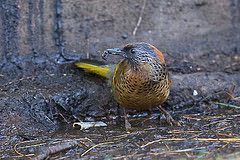 Trochalopteron erythrocephalum