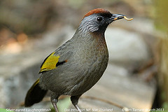 Trochalopteron melanostigma