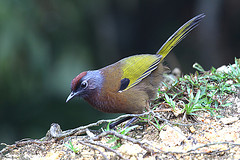 Trochalopteron peninsulae