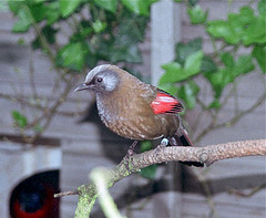 Trochalopteron formosum