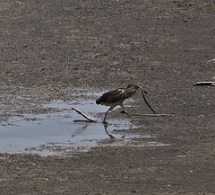 Botaurus poiciloptilus