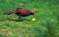 Trochalopteron milnei