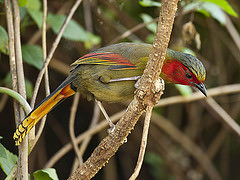 Liocichla ripponi