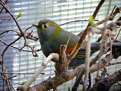 Liocichla omeiensis