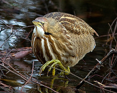 Botaurus lentiginosus