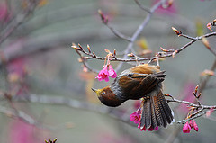 Actinodura morrisoniana