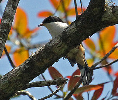 Heterophasia annectans