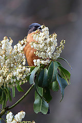 Heterophasia capistrata