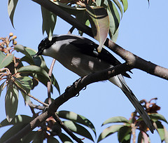 Heterophasia gracilis