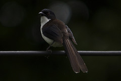 Heterophasia melanoleuca