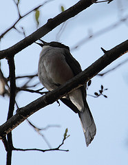 Heterophasia desgodinsi