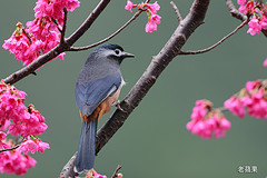 Heterophasia auricularis