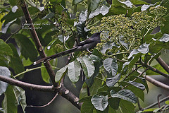 Heterophasia picaoides