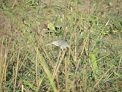 Ixobrychus involucris