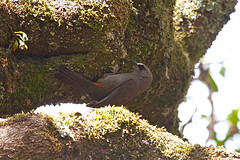 Parophasma galinieri