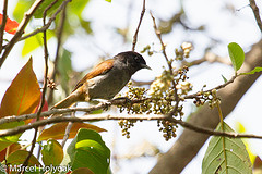 Pseudoalcippe atriceps