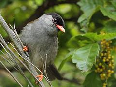 Lioptilus nigricapillus