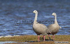 Cereopsis novaehollandiae