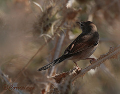 Sylvia conspicillata