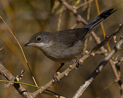Sylvia melanocephala
